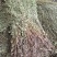 今年仙鹤草切断列马肥野生中药材河南南阳产地
