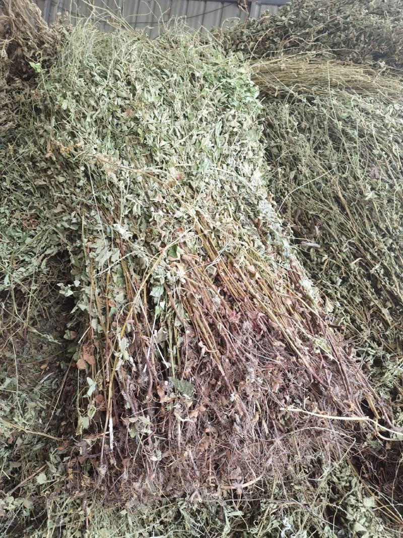 今年仙鹤草切断列马肥野生中药材河南南阳产地
