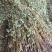 今年仙鹤草切断列马肥野生中药材河南南阳产地