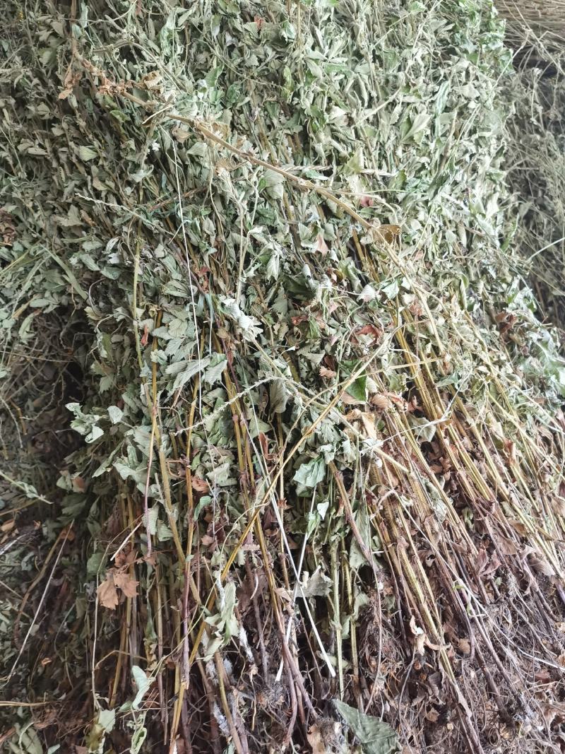 今年仙鹤草切断列马肥野生中药材河南南阳产地