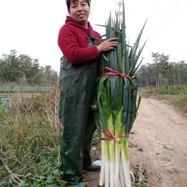 精品高白大葱