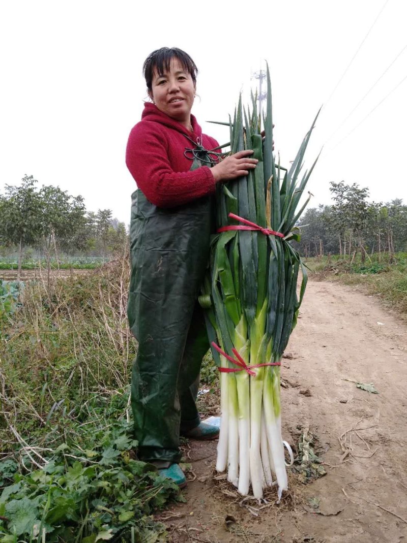 精品高白大葱