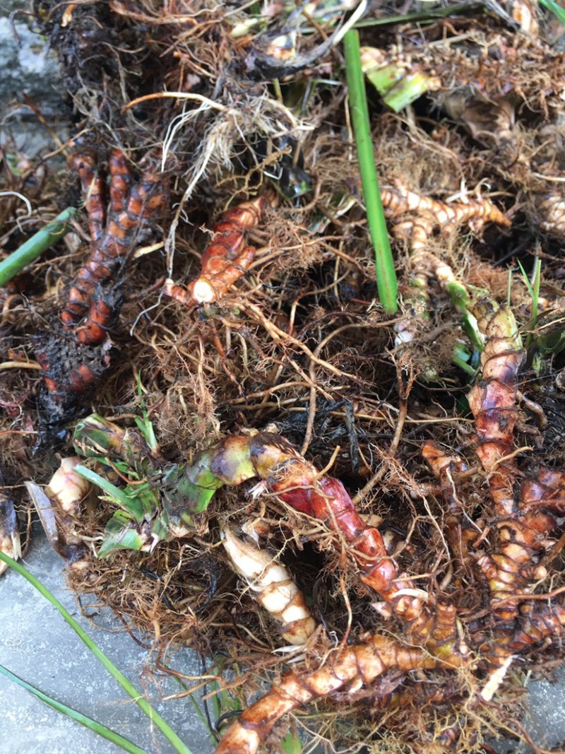 野生石菖蒲