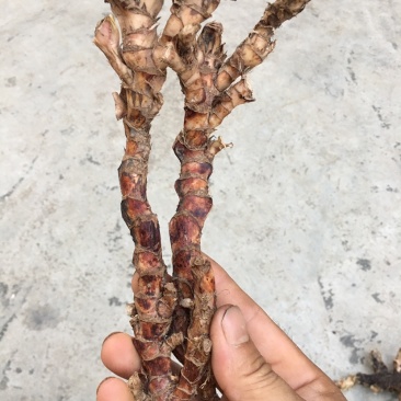野生石菖蒲