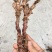 野生石菖蒲