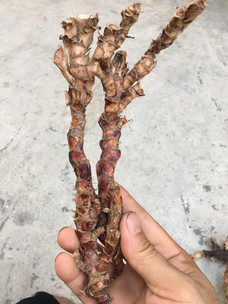 野生石菖蒲