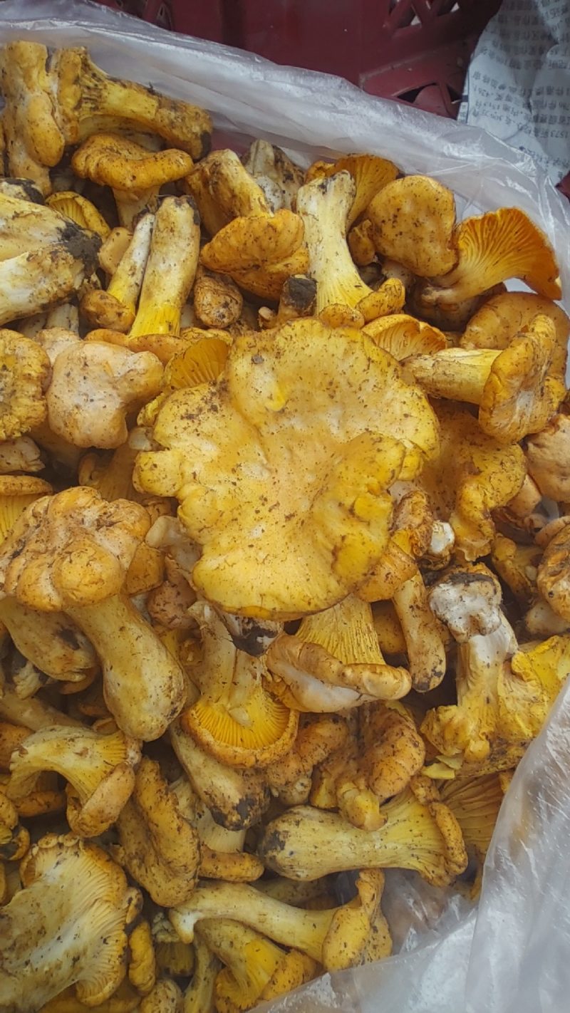 高山新鲜野生***鸡油菌顺丰冷链菌子蘑菇
