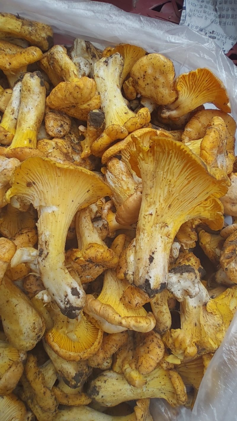 高山新鲜野生***鸡油菌顺丰冷链菌子蘑菇