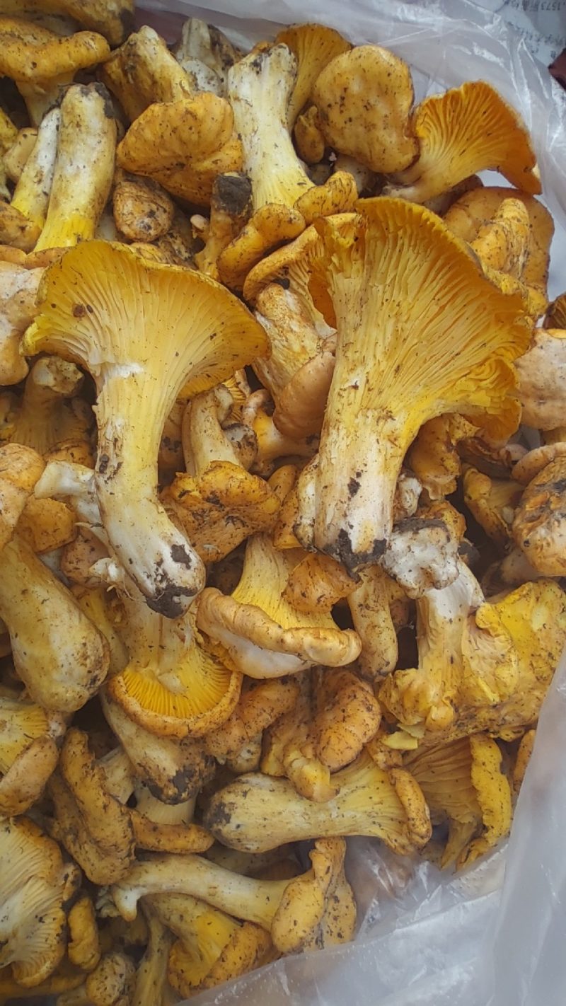 高山新鲜野生***鸡油菌顺丰冷链菌子蘑菇