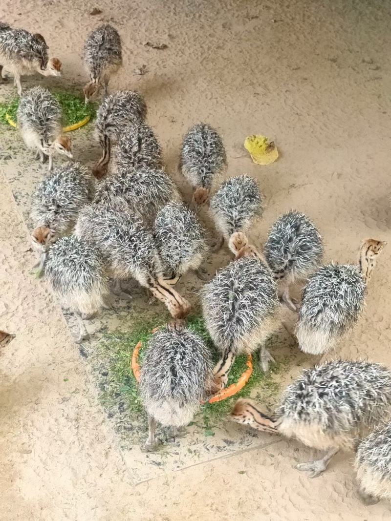 【非洲鸵鸟苗】鸵鸟蛋脱温鸵鸟品种优良提供技术指导包成活