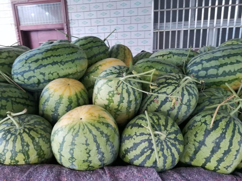河南特产西瓜