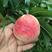 红不软桃子又甜又脆万荣县可供超市的大毛桃