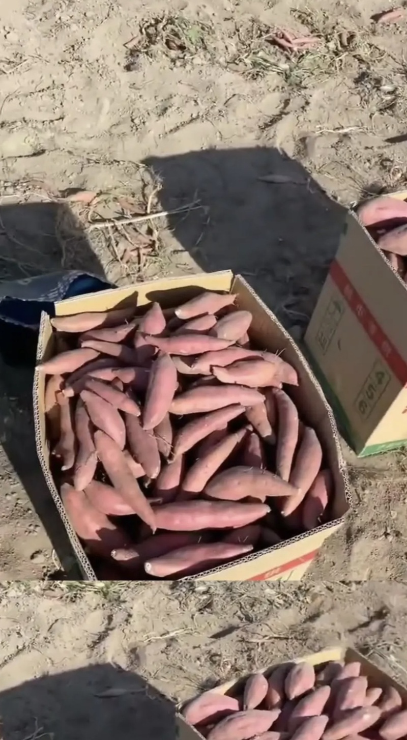 龙薯九号基地大量有货，马上上市，需要的老板提前预约