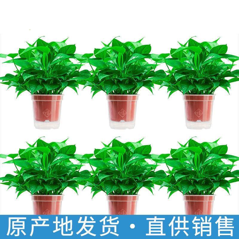 精品绿萝除甲醛净化空气室内植物水培花卉绿植绿箩新房家用