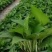 精品绿萝除甲醛净化空气室内植物水培花卉绿植绿箩新房家用