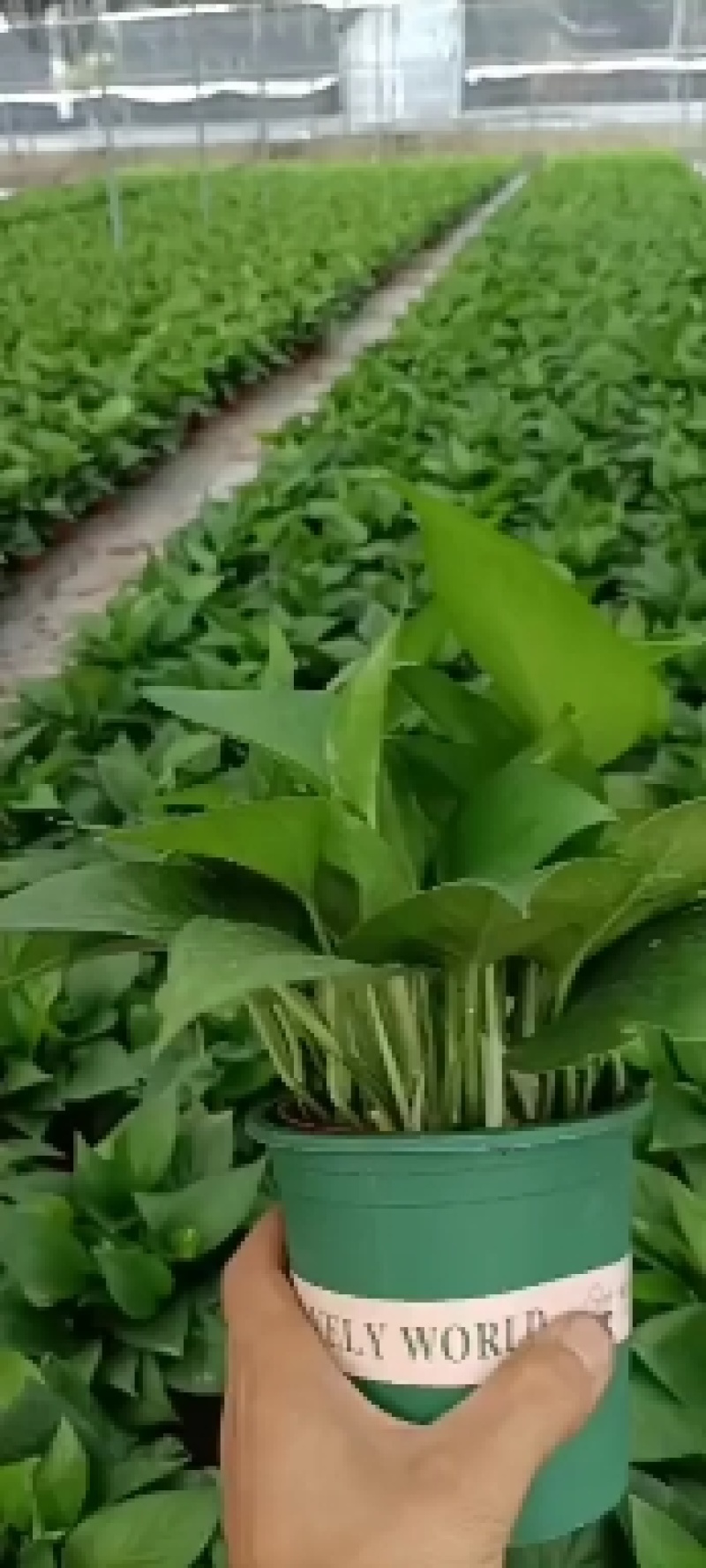 精品绿萝除甲醛净化空气室内植物水培花卉绿植绿箩新房家用