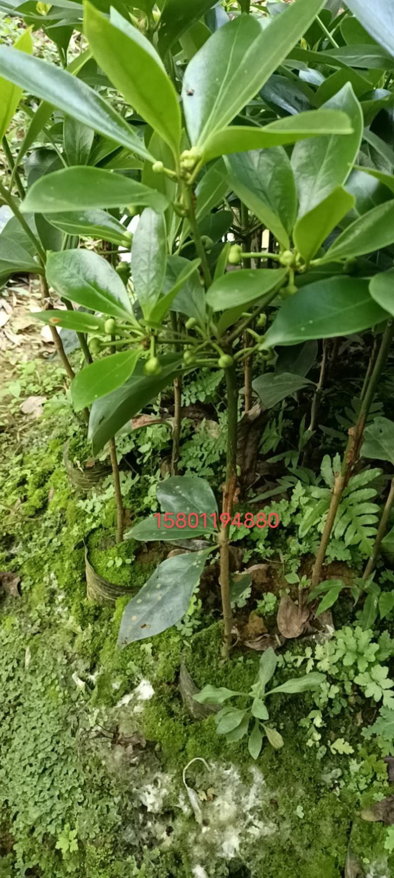 藤县古龙嫁接八角苗（东荣品种）