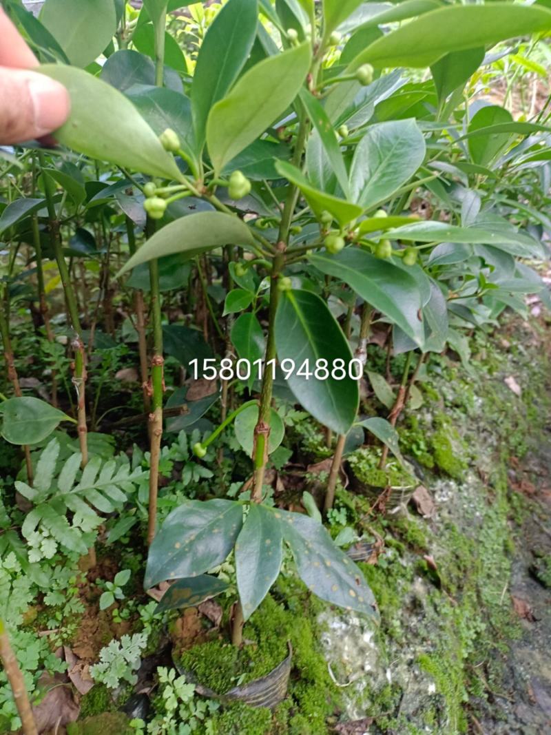 藤县古龙嫁接八角苗（东荣品种）