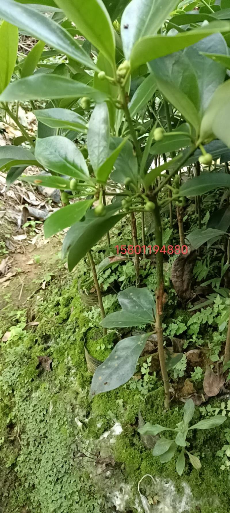 藤县古龙嫁接八角苗（东荣品种）