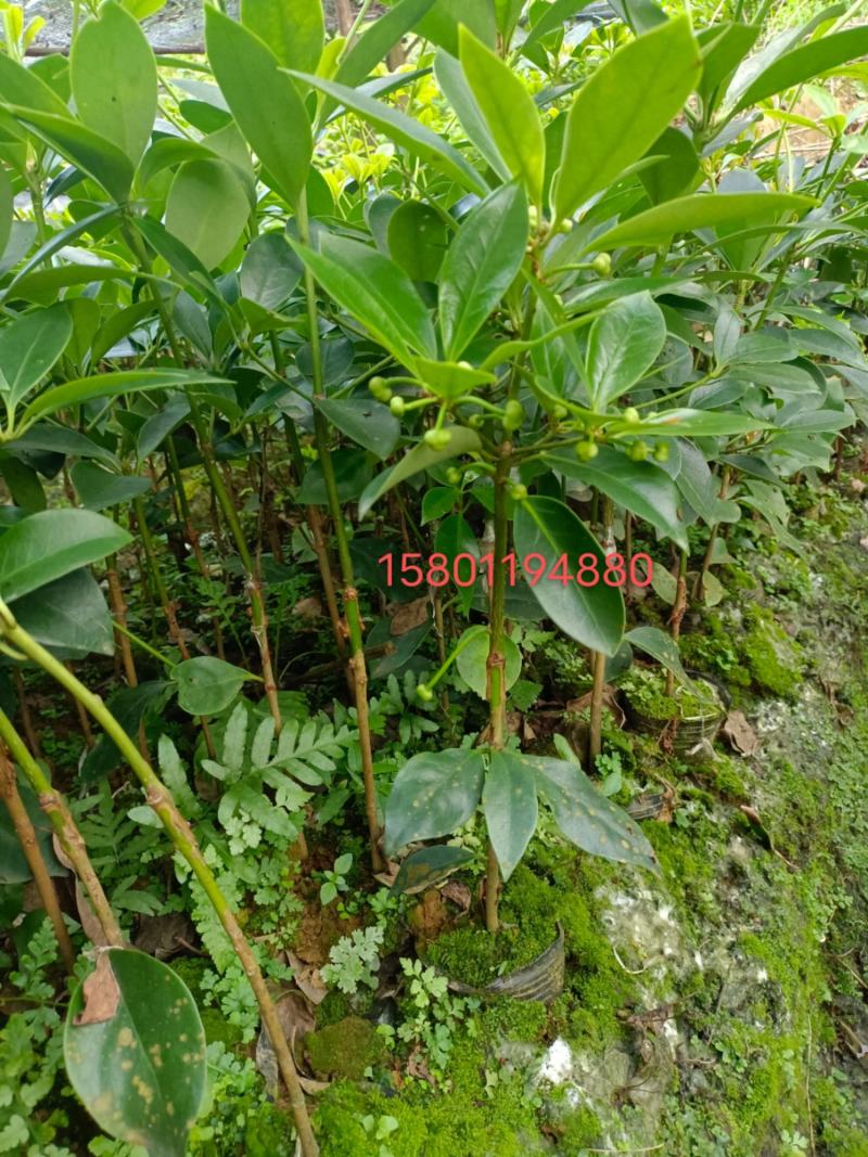 藤县古龙嫁接八角苗（东荣品种）