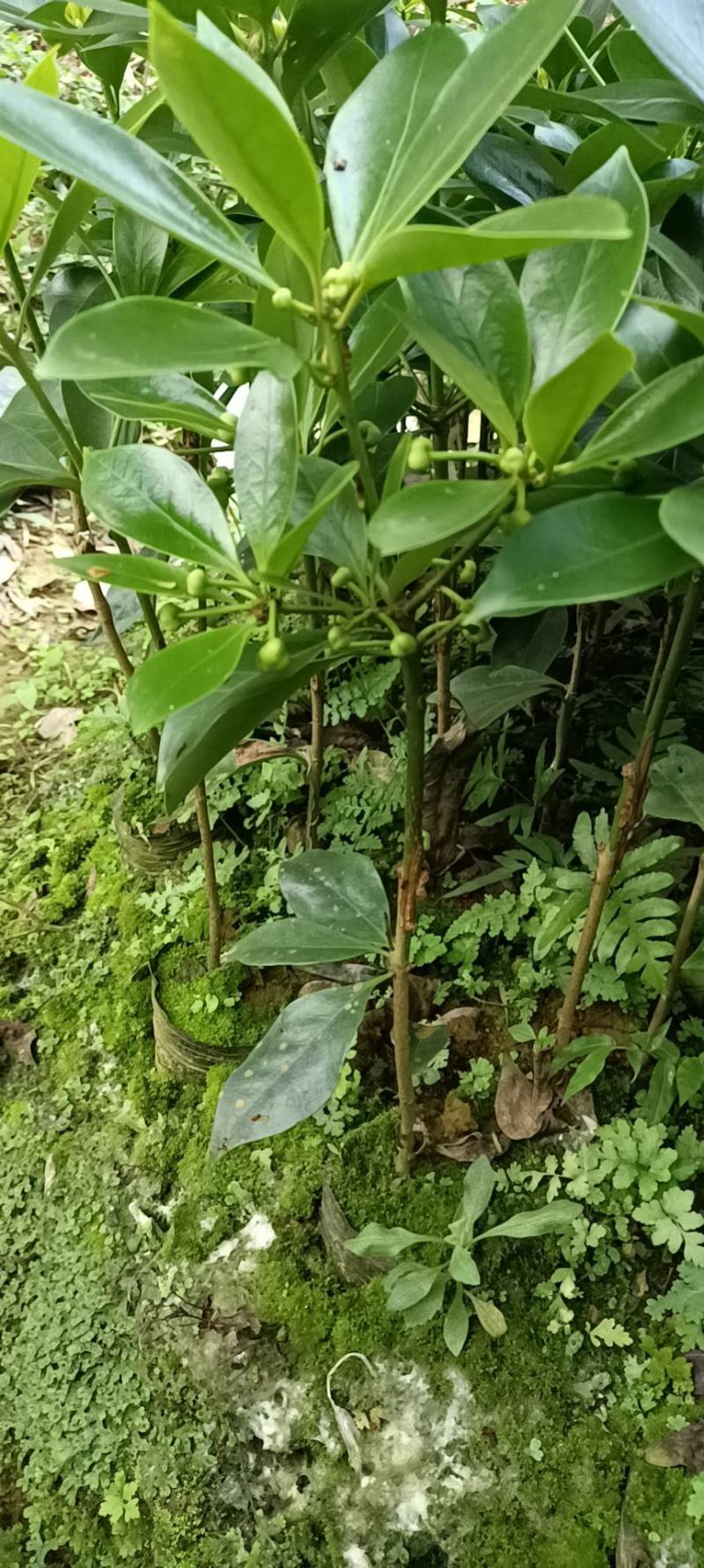 嫁接八角苗种花盆带花苗