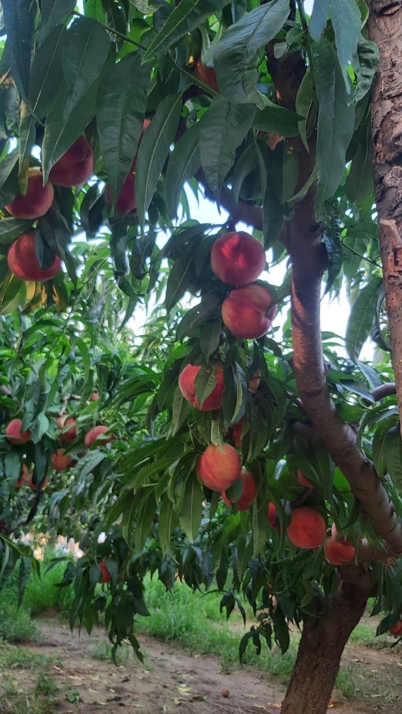 辉红大蜜桃。北京14号芽变