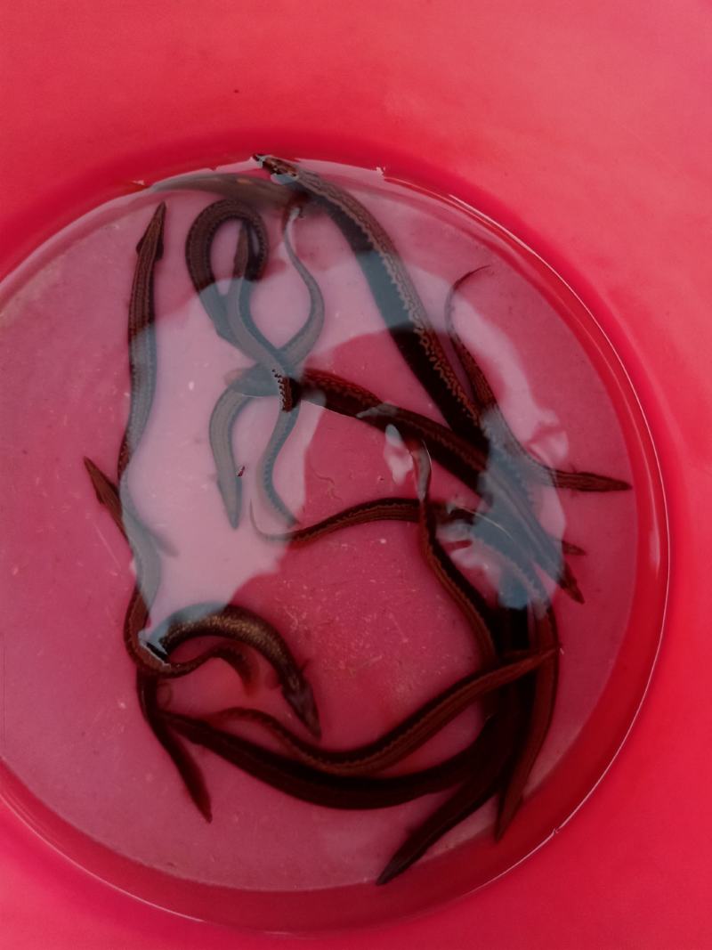 原生鱼刺鳅中华刺鳅冷水鱼淡水鱼刀鳅溪流鱼观赏