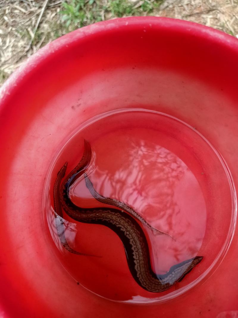 原生鱼刺鳅中华刺鳅冷水鱼淡水鱼刀鳅溪流鱼观赏