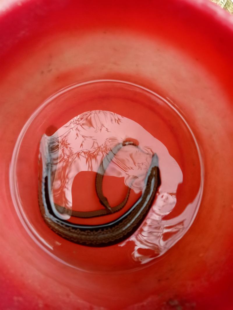 原生鱼刺鳅中华刺鳅冷水鱼淡水鱼刀鳅溪流鱼观赏