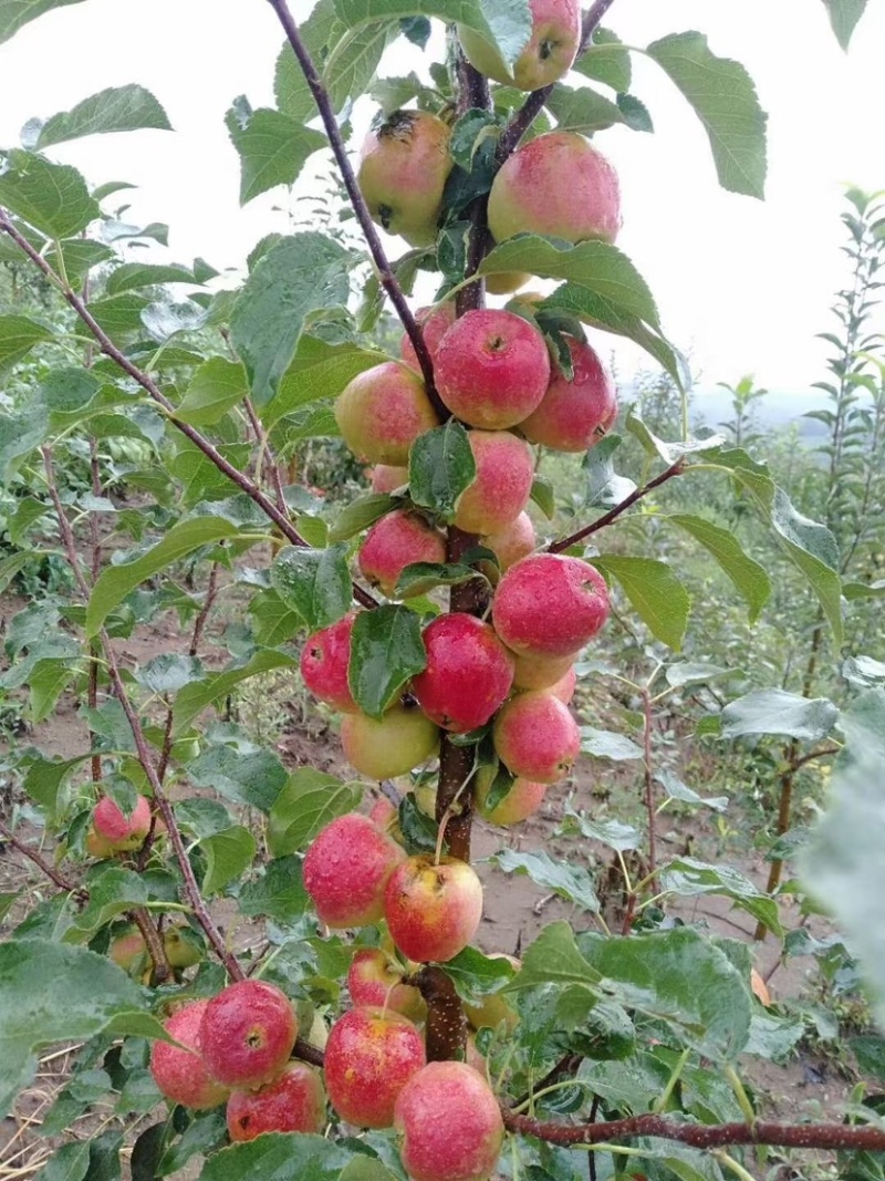 沙果