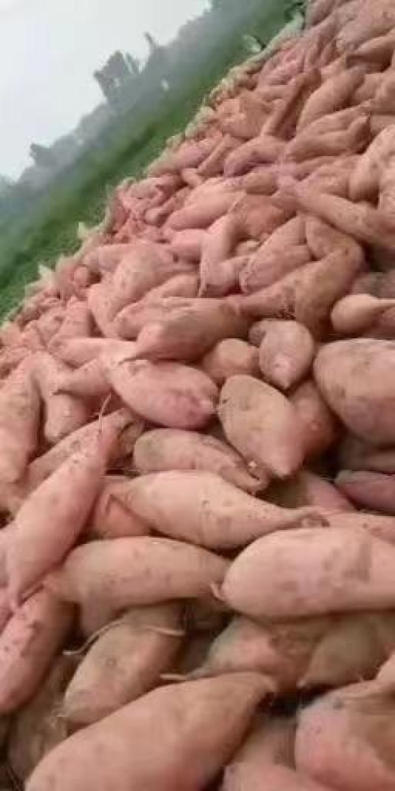 龙薯九号大量上市供应中需要的随时联系全年供应