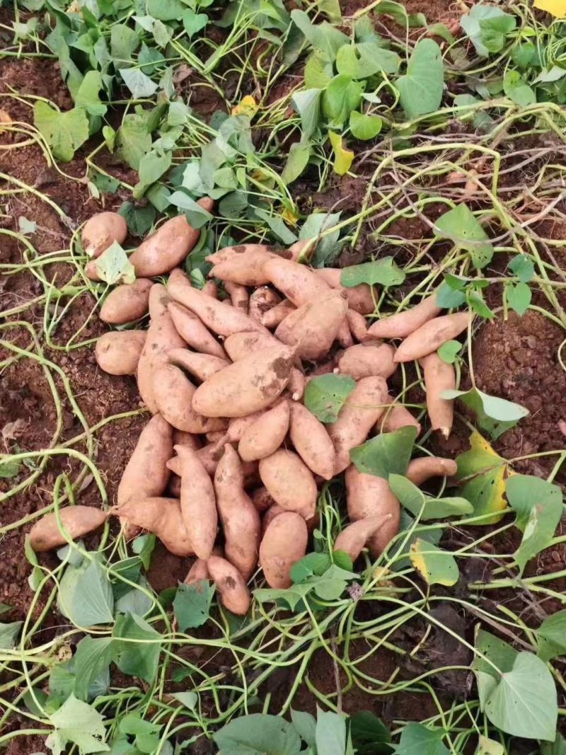 龙薯九号大量上市供应中需要的随时联系全年供应