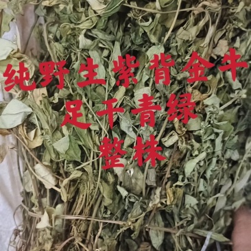 紫背金牛.大金不换.纯野生.9月新货整株青绿干净本地货