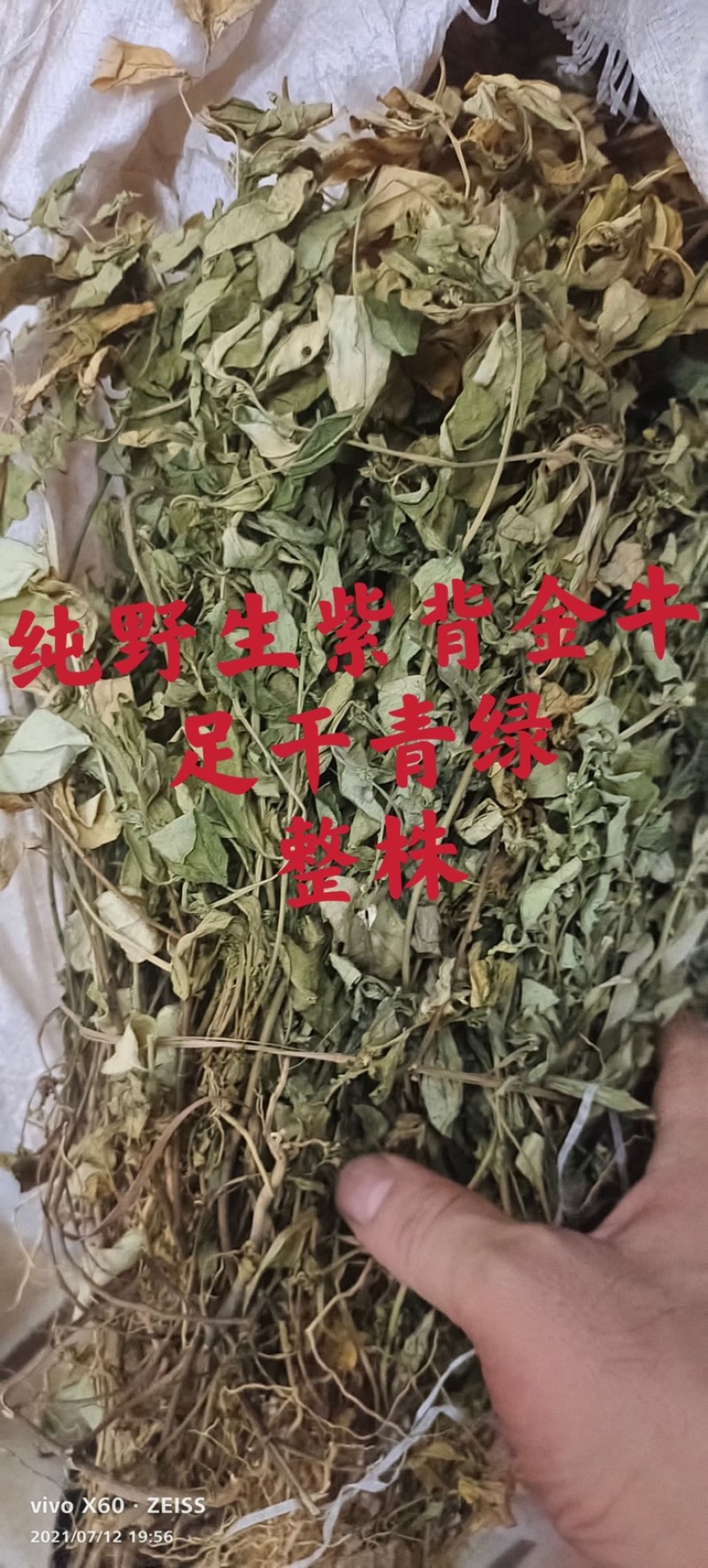 紫背金牛.大金不换.纯野生.9月新货整株青绿干净本地货