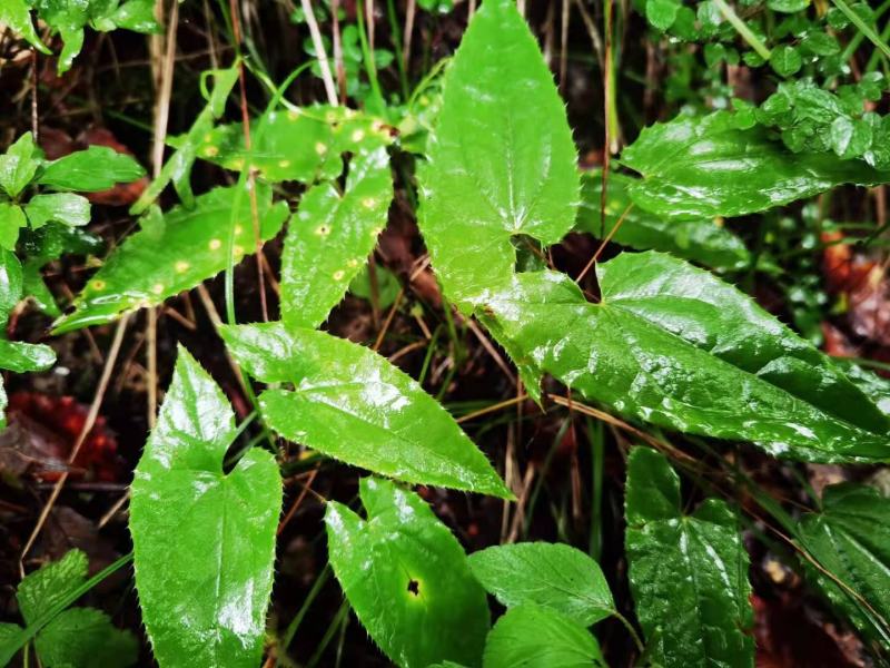 淫羊藿中药材贵州山地野生淫羊藿叶淫羊藿根茎自然晒干