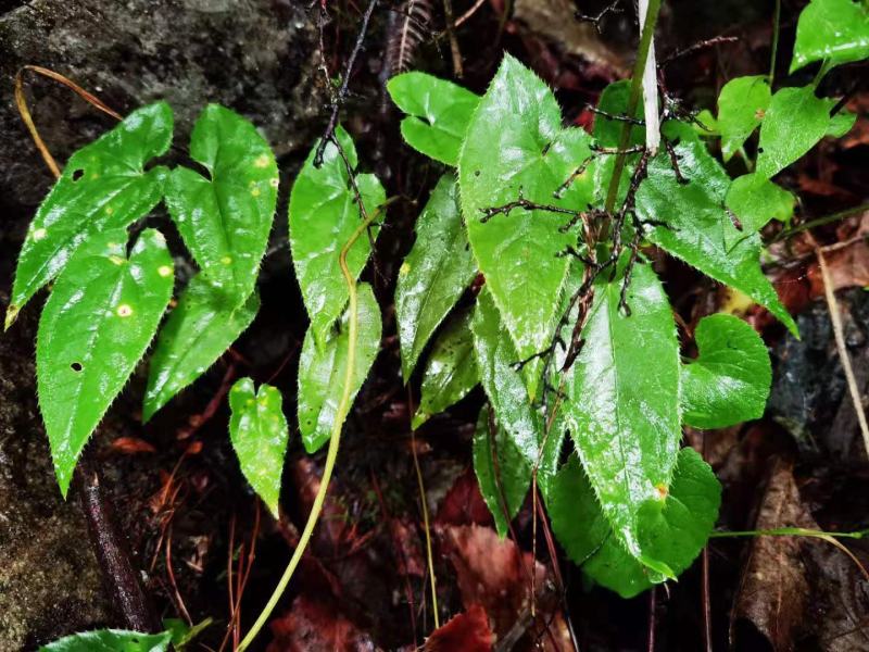 淫羊藿中药材贵州山地野生淫羊藿叶淫羊藿根茎自然晒干