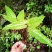 淫羊藿中药材贵州山地野生淫羊藿叶淫羊藿根茎自然晒干