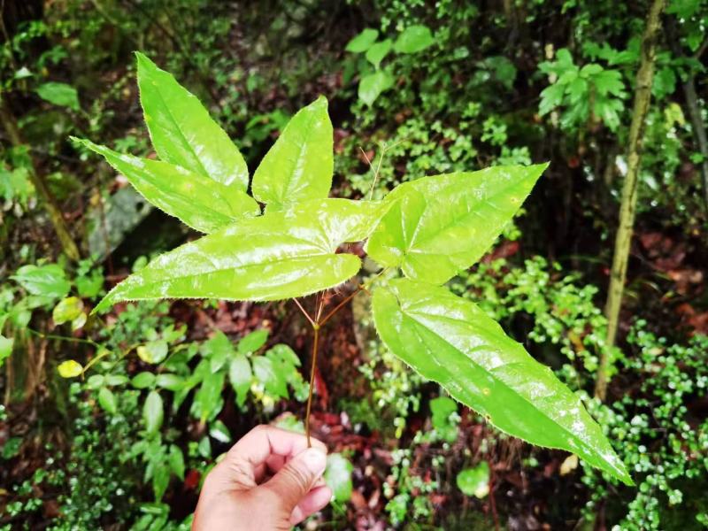 淫羊藿中药材贵州山地野生淫羊藿叶淫羊藿根茎自然晒干