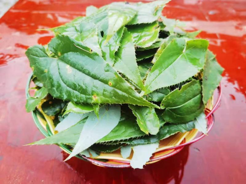 淫羊藿中药材贵州山地野生淫羊藿叶淫羊藿根茎自然晒干