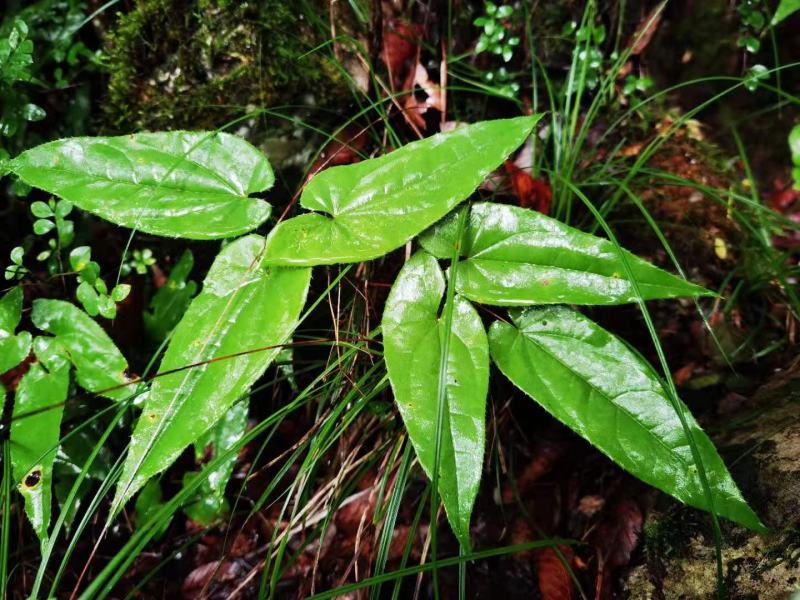 淫羊藿中药材贵州山地野生淫羊藿叶淫羊藿根茎自然晒干
