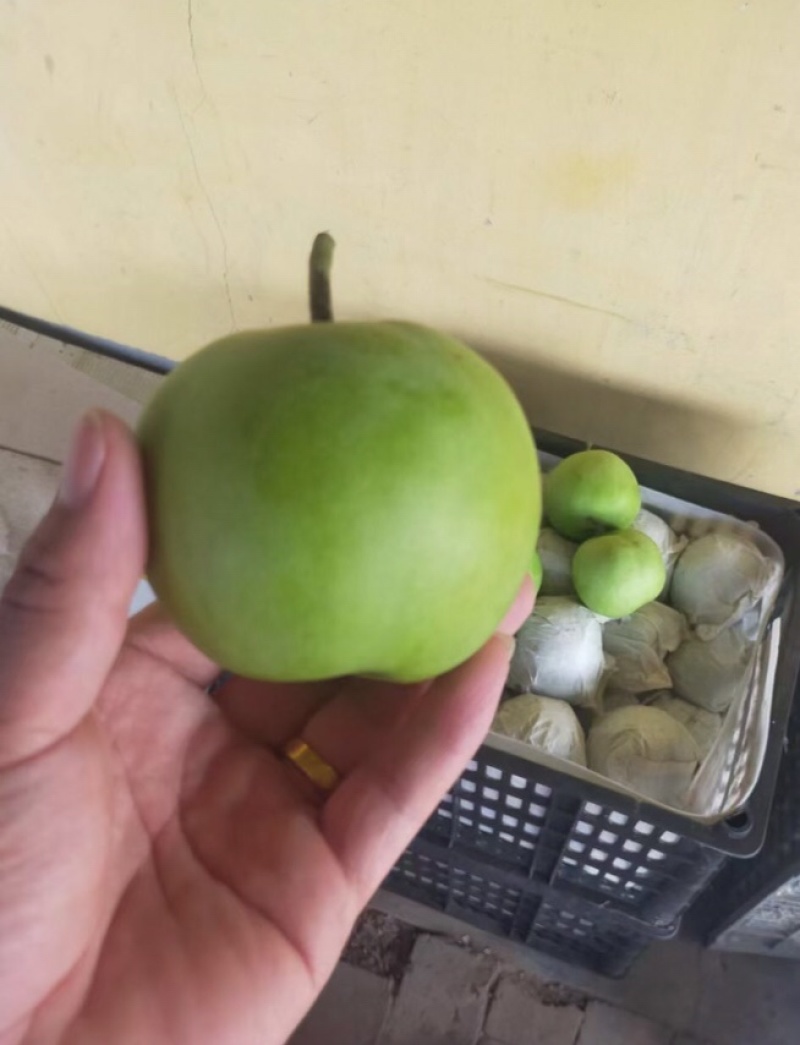 绿宝石梨
