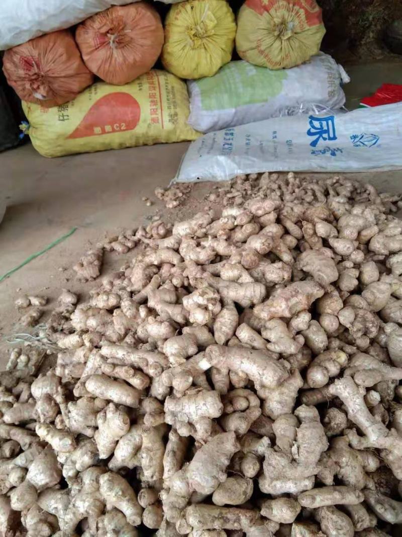 四川优质生姜，产地直发，一手货源，品质保证，欢迎选购