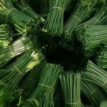 龙须菜（佛手瓜尖）