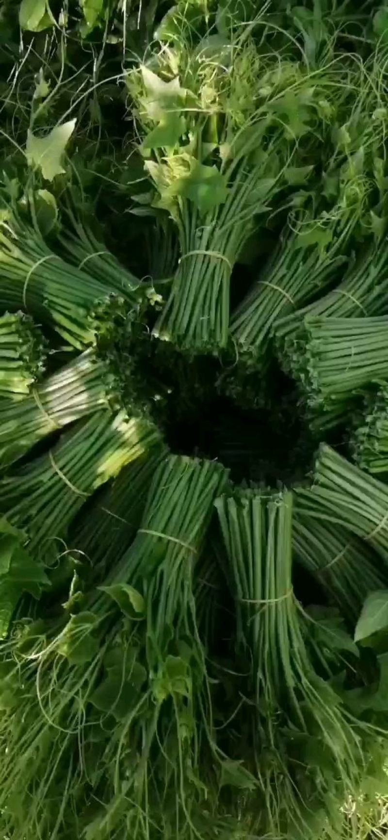 龙须菜（佛手瓜尖）