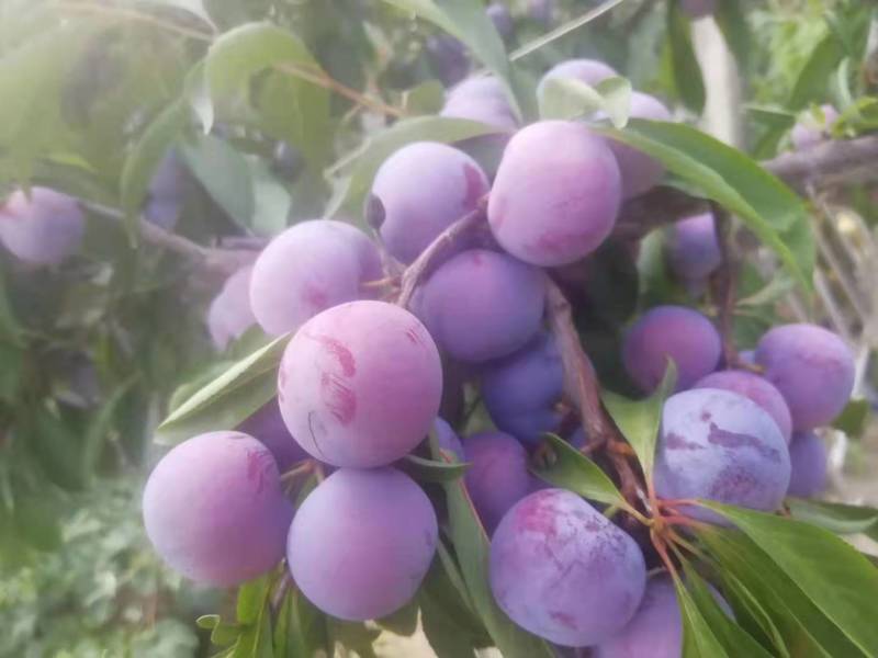 脆红李成熟出嫁快递代办基地现摘现卖地头价可讲！