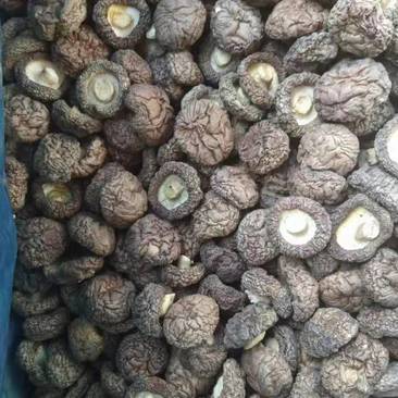 东北香菇精选优质干香菇常年大量批发可全国发货