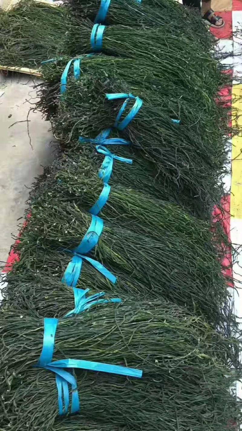 干豆角50斤/件河南干豆角常年大量批发全国发货