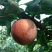 味王李子苗味王中晚熟美国杏李新品种基地直供