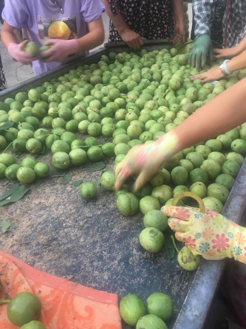 青皮核桃40mm以上青皮湿核桃万亩青皮核桃