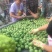青皮核桃40mm以上青皮湿核桃万亩青皮核桃